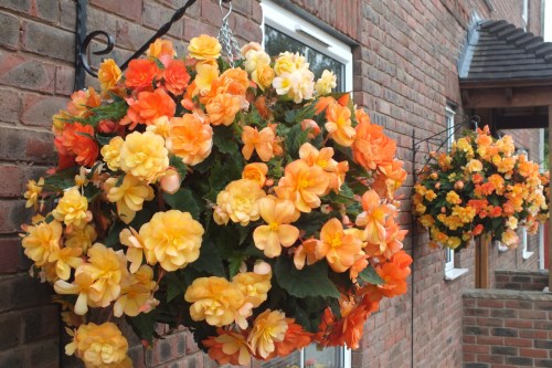 Begonia_Illumination_Apricot_Shades_0007169_2__08430